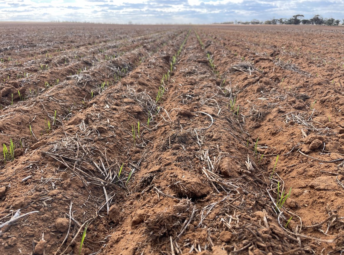 Matt Witney (@dmag_consultant) on Twitter photo Good year to gain the benefit of a longer coleoptile wheat (Calibre) -here it’s been punched deeper to get it up with moisture only at depth 💦 - handy trait 👍🌱 <a href="/CropDoctor54/">Chris Davey</a> <a href="/agrobaz/">Barry Haskins</a> <a href="/agtbreeding/">AGT</a> <a href="/danvaterAGT/">Dan Vater</a> <a href="/AndrewDMAgro/">Andrew James</a> <a href="/brettbarker92/">Brett Barker</a> <a href="/aidanpmcgrath/">Aidan McGrath</a> <a href="/rebetzke_0/">Greg Rebetzke</a> Good year to gain the benefit of a longer coleoptile wheat (Calibre) -here it’s been punched deeper to get it up with moisture only at depth 💦 - handy trait 👍🌱 <a href="/CropDoctor54/">Chris Davey</a> <a href="/agrobaz/">Barry Haskins</a> <a href="/agtbreeding/">AGT</a> <a href="/danvaterAGT/">Dan Vater</a> <a href="/AndrewDMAgro/">Andrew James</a> <a href="/brettbarker92/">Brett Barker</a> <a href="/aidanpmcgrath/">Aidan McGrath</a> <a href="/rebetzke_0/">Greg Rebetzke</a>