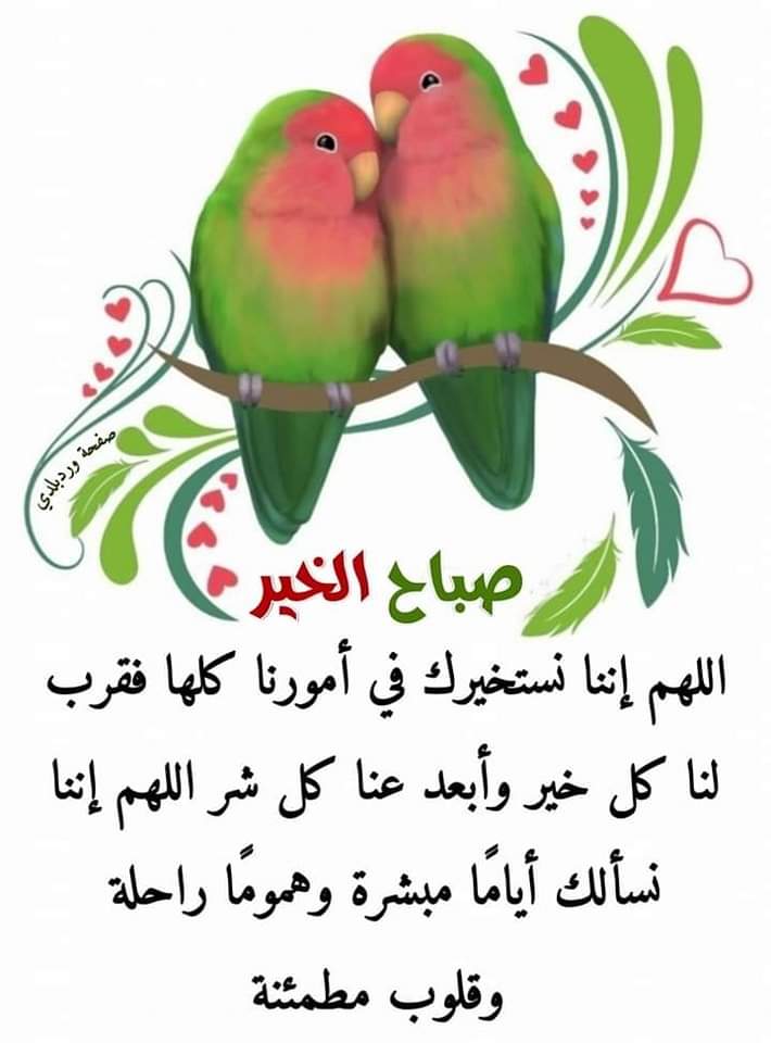 alaa amy tweet media