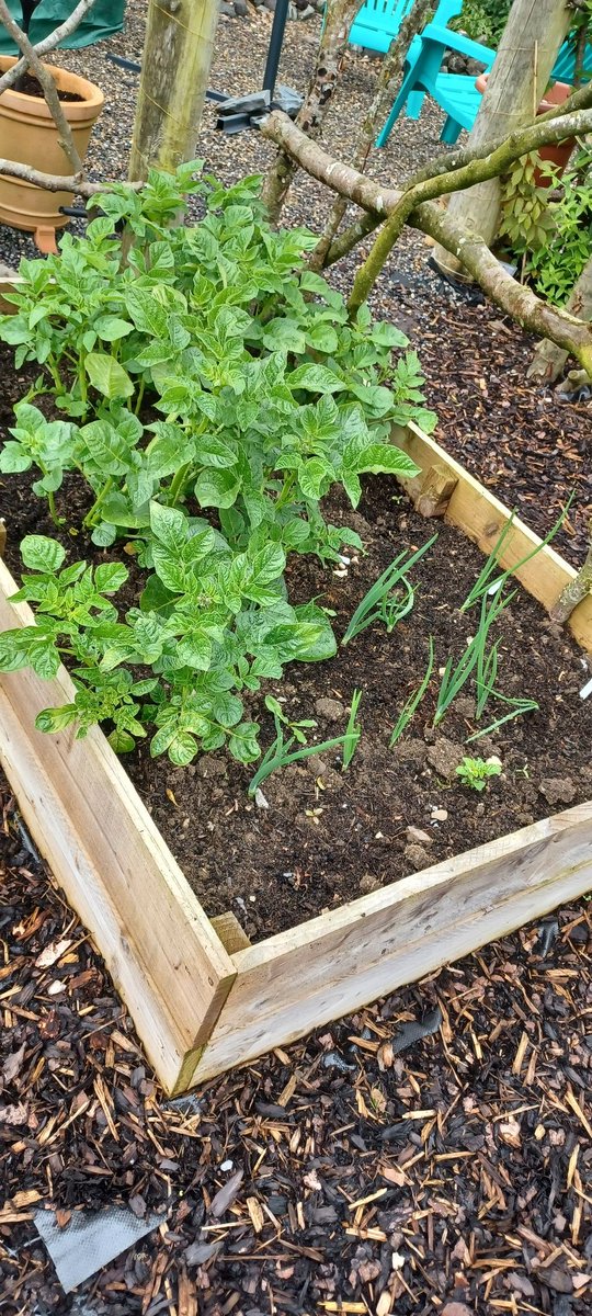 craftypebblers's tweet photo. I've stated to pick the salad leaves for our dinner. Having a side salad makes dining in the evening feel almost mediterranean......lol
#growyourown #vegetablegarden #gardening #mygarden #salad #grownfromseed #lettuce #chard #tomatoes #onions #peas #potatoes #raisedbeds #organic https://t.co/kvEiuGyfF2