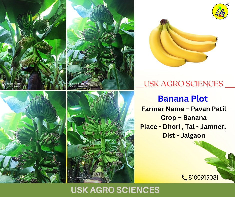 USK Agro Sciences
.
For more details contact us on 9168691570
uskagrosciences.com
.
.
.
#banana #bananaplot
 #fertilizer #shetkari #sheti #maharashtra #agriculture #indianfarmer #farming #farmers #marathi #shetkariraja #export #exportquality #shetkariputra