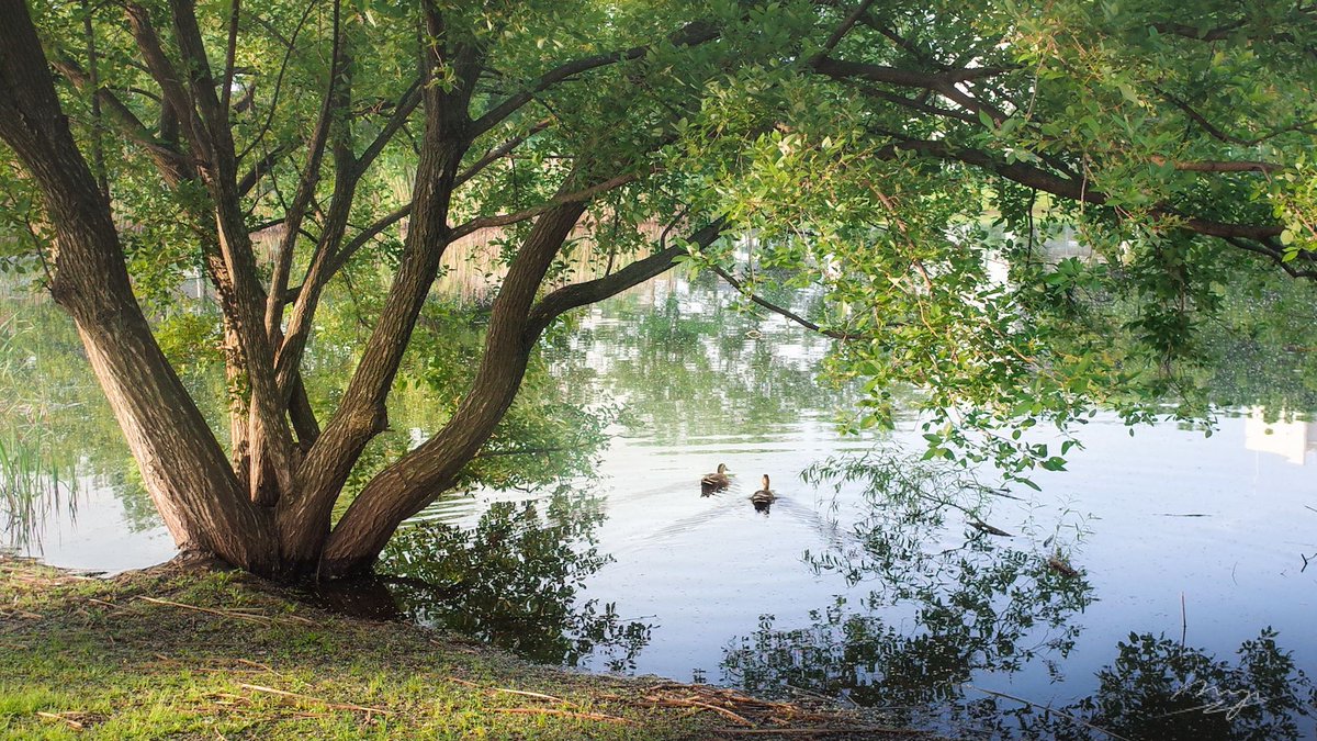 m_e_w_012's tweet image. GR朝散歩でしか得られない栄養
.
#gr2
#grsnaps