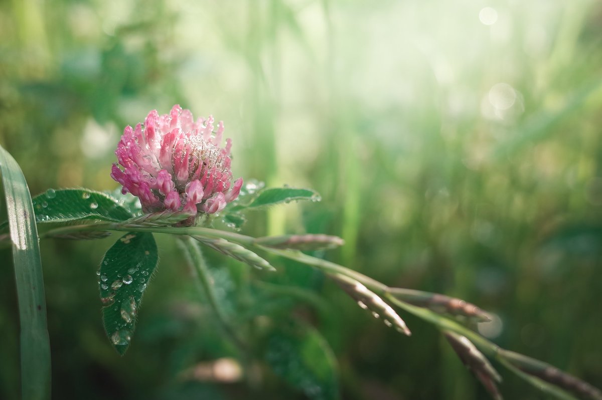 m_e_w_012's tweet image. GR朝散歩でしか得られない栄養
.
#gr2
#grsnaps