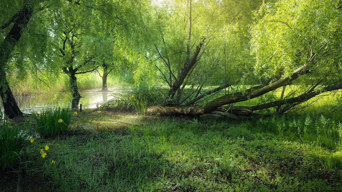 m_e_w_012's tweet image. GR朝散歩でしか得られない栄養
.
#gr2
#grsnaps