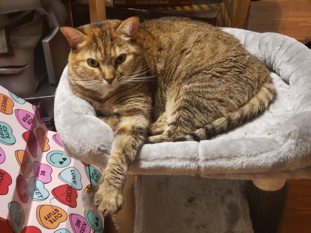 Shannon Mullins tweet media