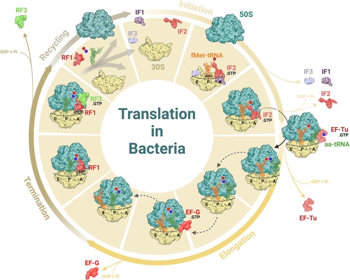 Check up our latest review on translation and time-resolved cryoEM 🥳

doi.org/10.1002/wrna.1…

#structuralBiology #demolab #ceitec #masarykuniversity #translation #bacteria #cryoEM #review