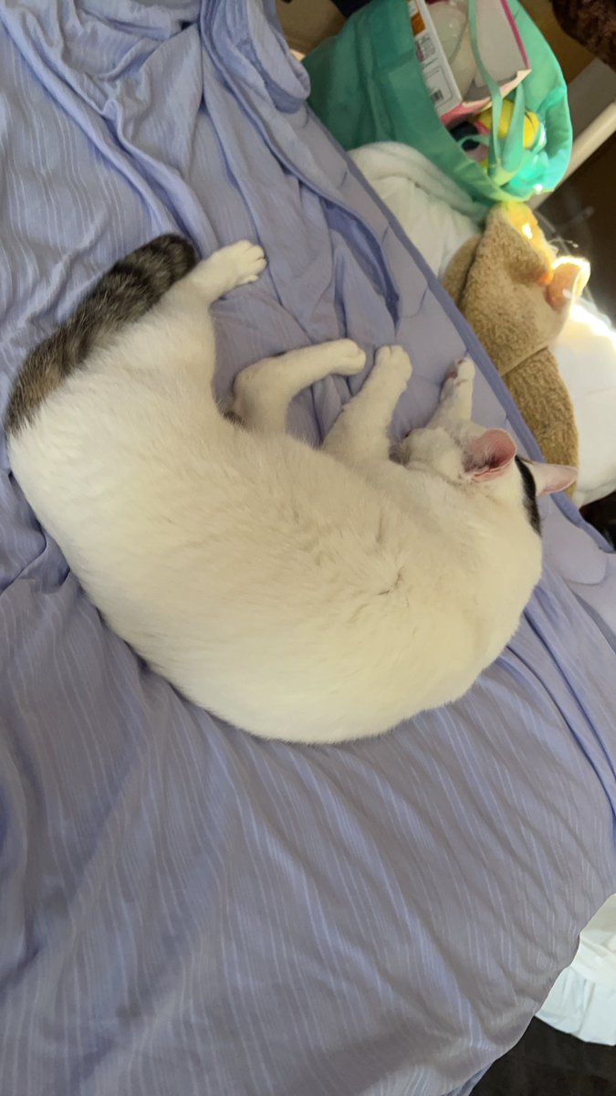 暑くてにゃんこもダラダラ中🐈

皆さん熱中症には気をつけてくださいね！
水分補給しっかりです🥤