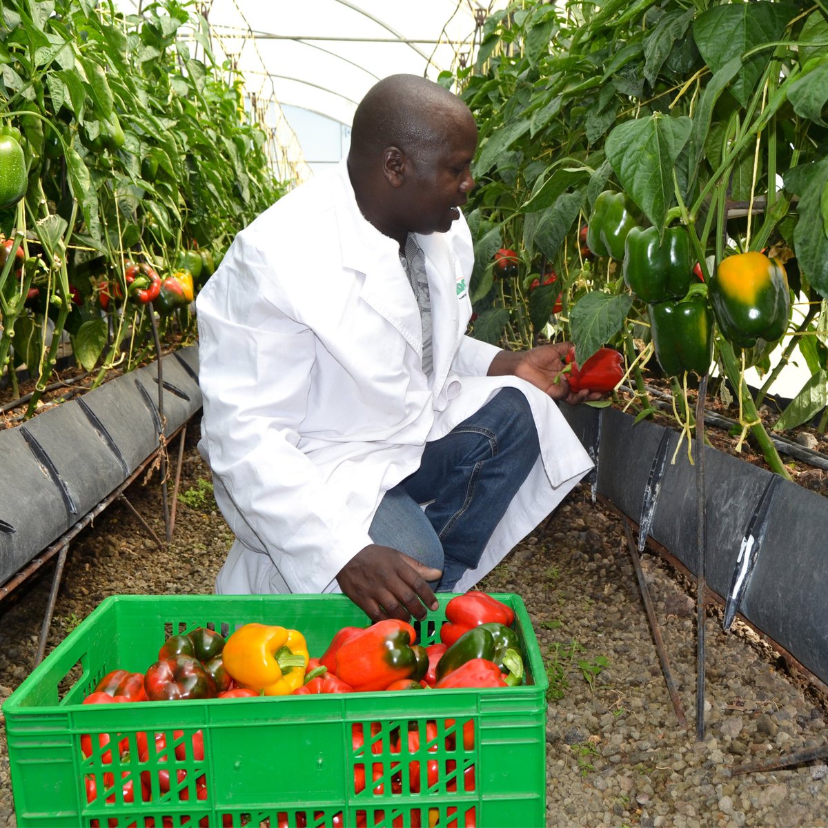 GDCKenya's tweet photo. #TBT #GDCTeam #DirectUse Technician, Justus Nyongesa, harvests capsicum at our geothermal heated greenhouse in 2018. #GeothermalEnergy https://t.co/eAoJMUQekv