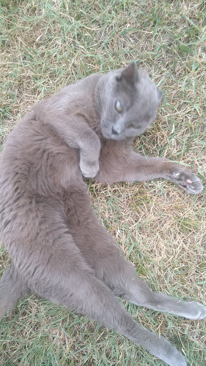 Sei stato il primo micio che ho adottato nel lontano 2004 e l'ultimo ad andartene. 19 anni insieme. Ora hai raggiunto tuo fratello e tutti gli altri membri della famiglia sul ponte 🌈
Buon viaggio Dog 💔 #18maggio