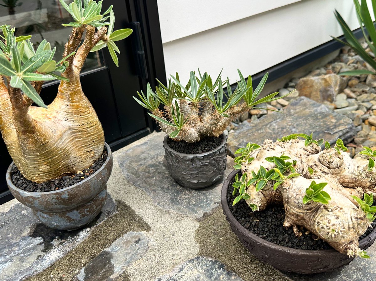 FKGS_2017's tweet image. 水あげ。

#パキポディウム
#グラキリス
#ブレビカウレ