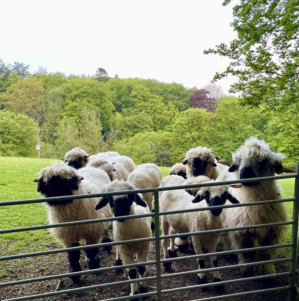 VisitDartmoor's tweet photo. Very interested in Maisie and Rosie … who wouldn’t even look at them this morning 🤣🐾🐾🐏 

#Dartmoor #devon #trainingpaysoff https://t.co/JxMmkzVli3