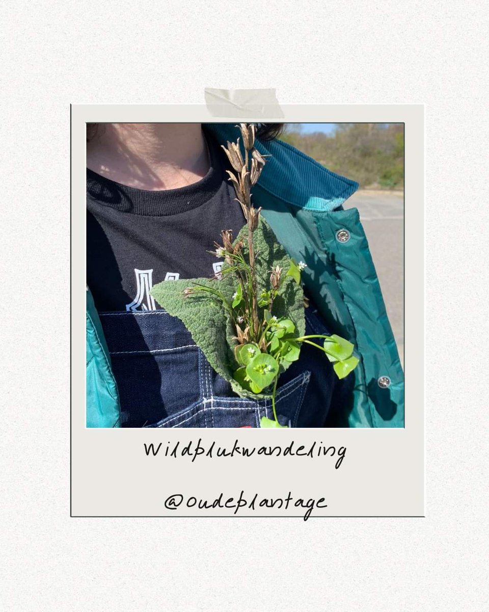 Nog 6 plaatsen vrij! #Wildplukwandeling met Saskia Boer op de #OudePlantage in de #Parkenmaand zondag 21 mei 14.00 uur. 𝗡𝗼𝗿𝗺𝗮𝗮𝗹 € 𝟯𝟱 𝗻𝘂 𝘃𝗼𝗼𝗿 € 𝟭𝟮.𝟱𝟬 (!). Meer info en tickets op 📲: rotterdamseparken.nl/site/event/wil… 🌱 #parkenmaand010 #parkenmaand2023