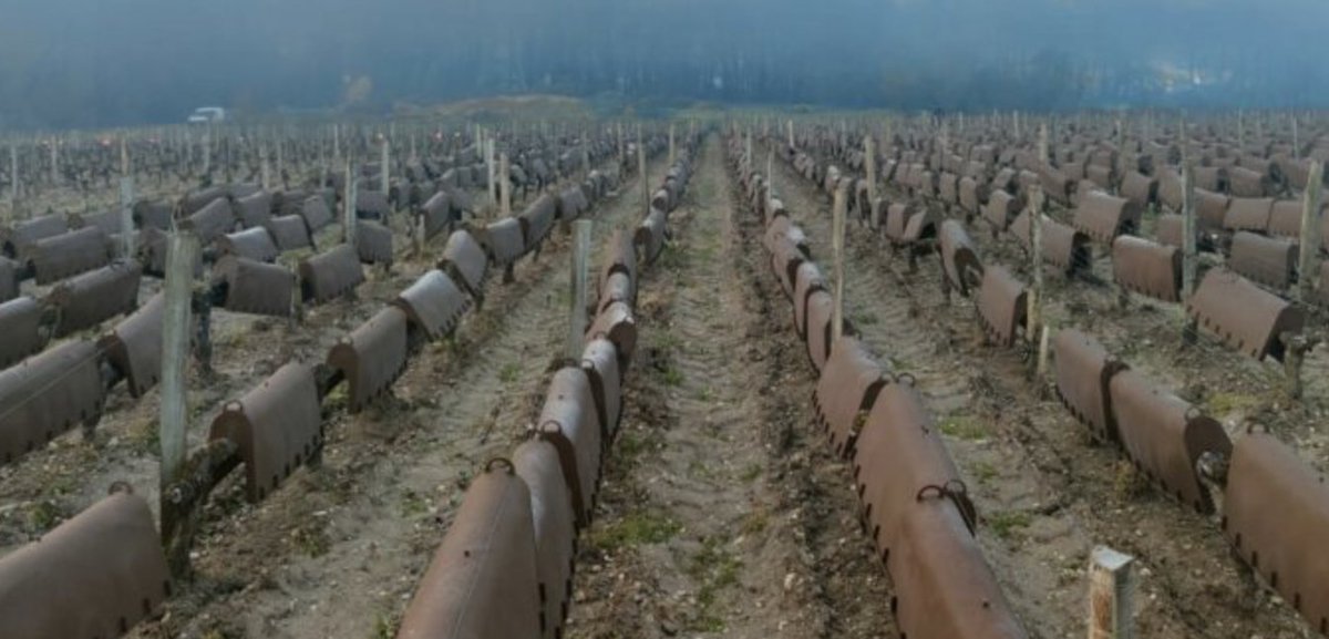 jane anson tweet media