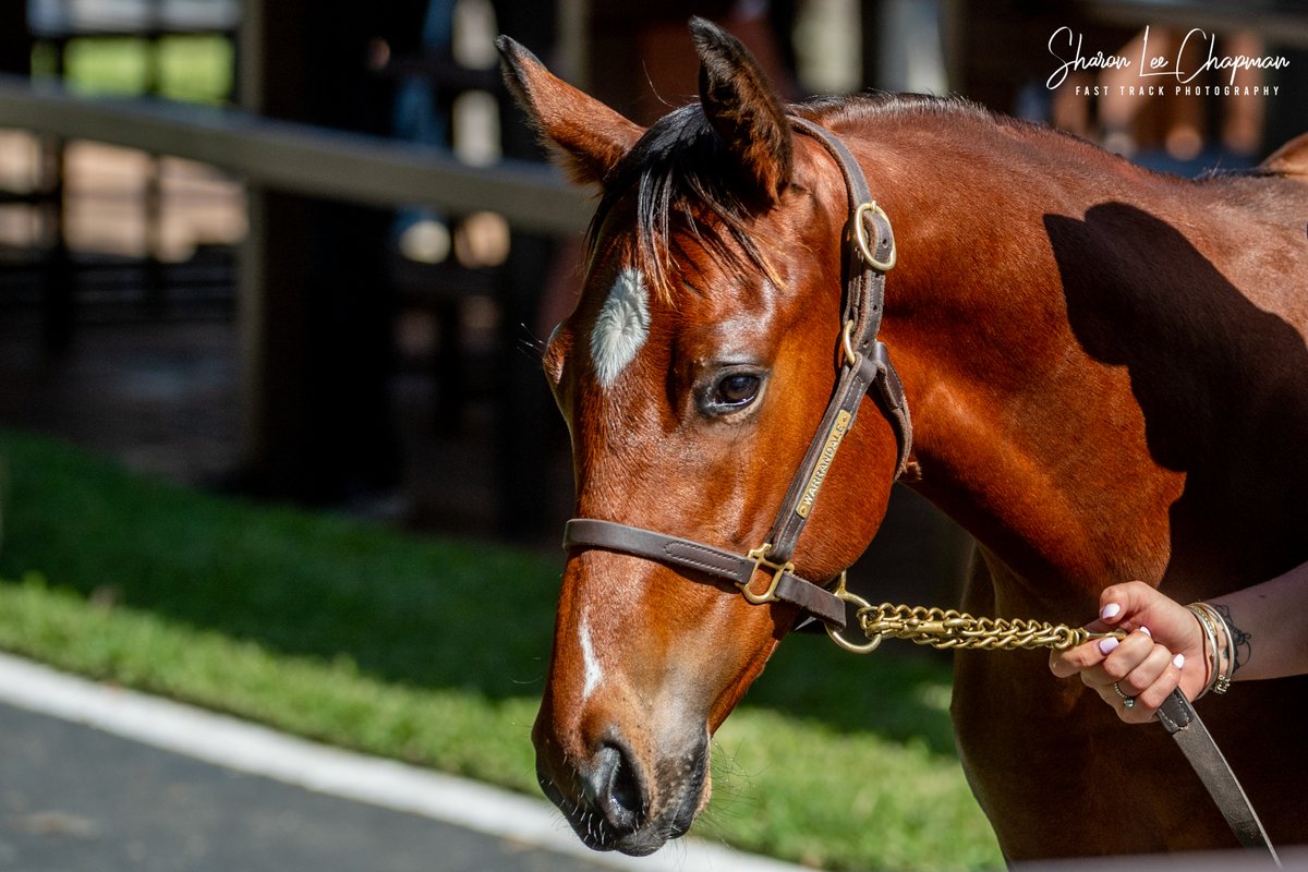 FastTrackPhotog's tweet photo. Some great results for some great clients today, starting with Lot 106, the Cosmic Force x Classique Colt from the draft of Robyn Wise selling to Blade Racing for $120k. Congrats! I fell in love with him as a foal and he has developed beautifully! @mmsnippets @WarrandaleStud https://t.co/YwCUejJV49