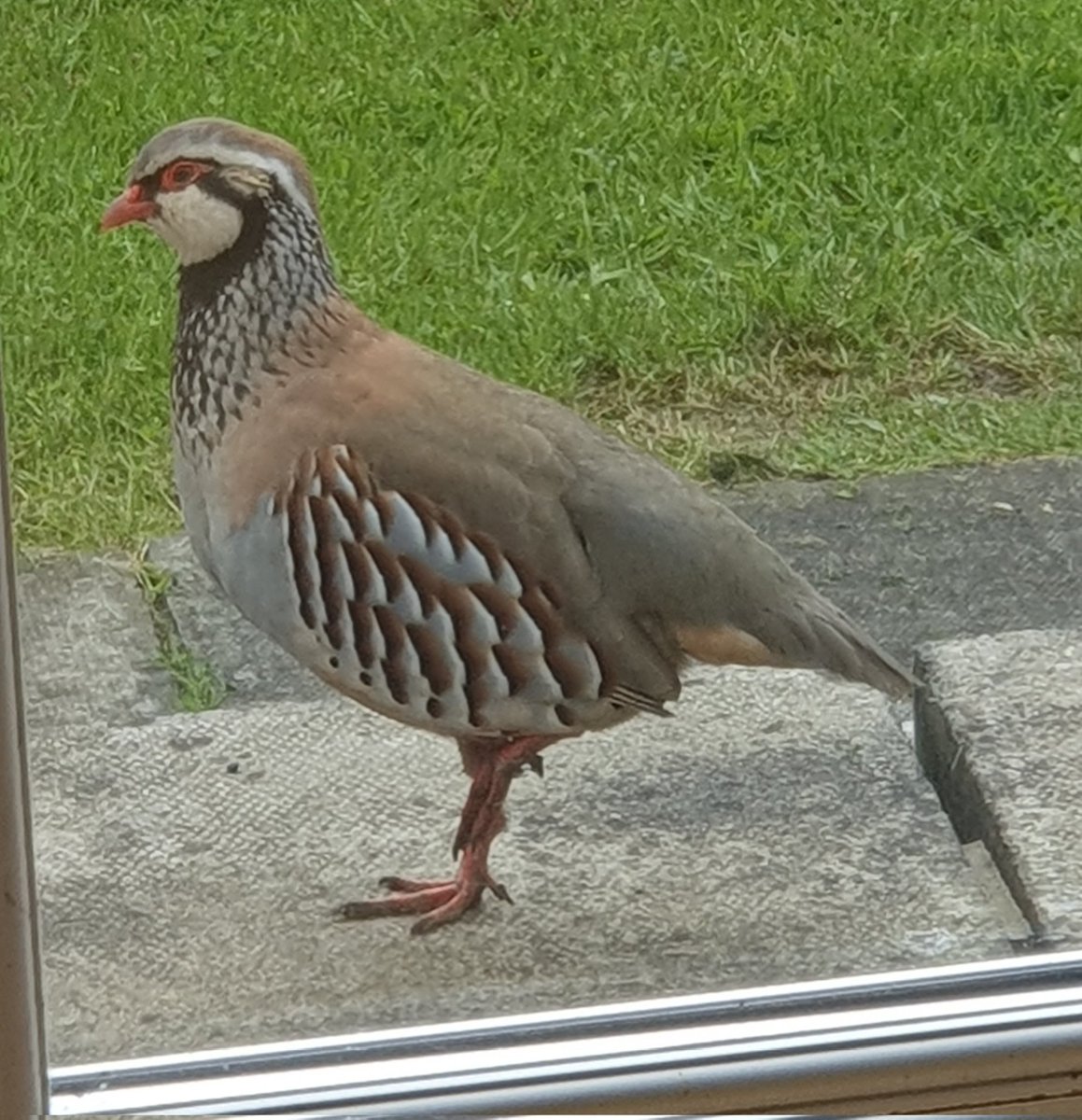 davyoprey's tweet photo. @RSPBNI Hi Guys, this guy just popped up at my door in Newry this morning! Have never seen one before are they common? https://t.co/otkhR4udON