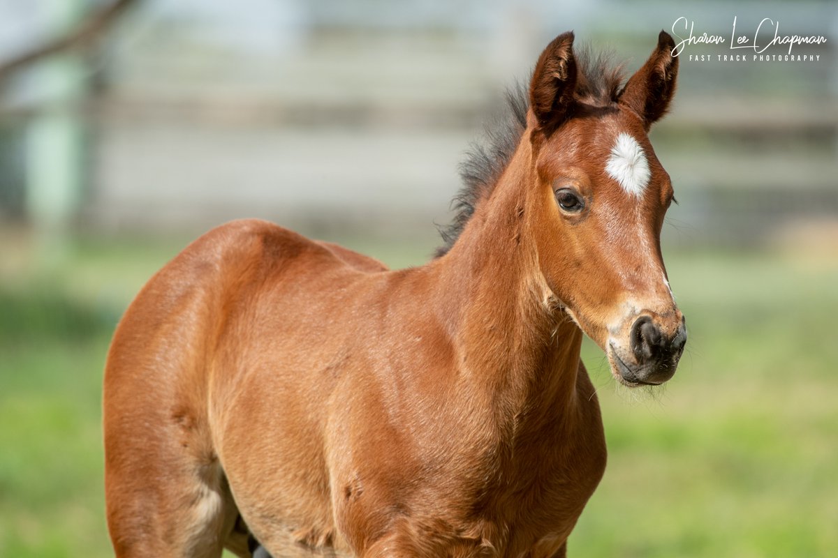 FastTrackPhotog's tweet photo. Some great results for some great clients today, starting with Lot 106, the Cosmic Force x Classique Colt from the draft of Robyn Wise selling to Blade Racing for $120k. Congrats! I fell in love with him as a foal and he has developed beautifully! @mmsnippets @WarrandaleStud https://t.co/YwCUejJV49