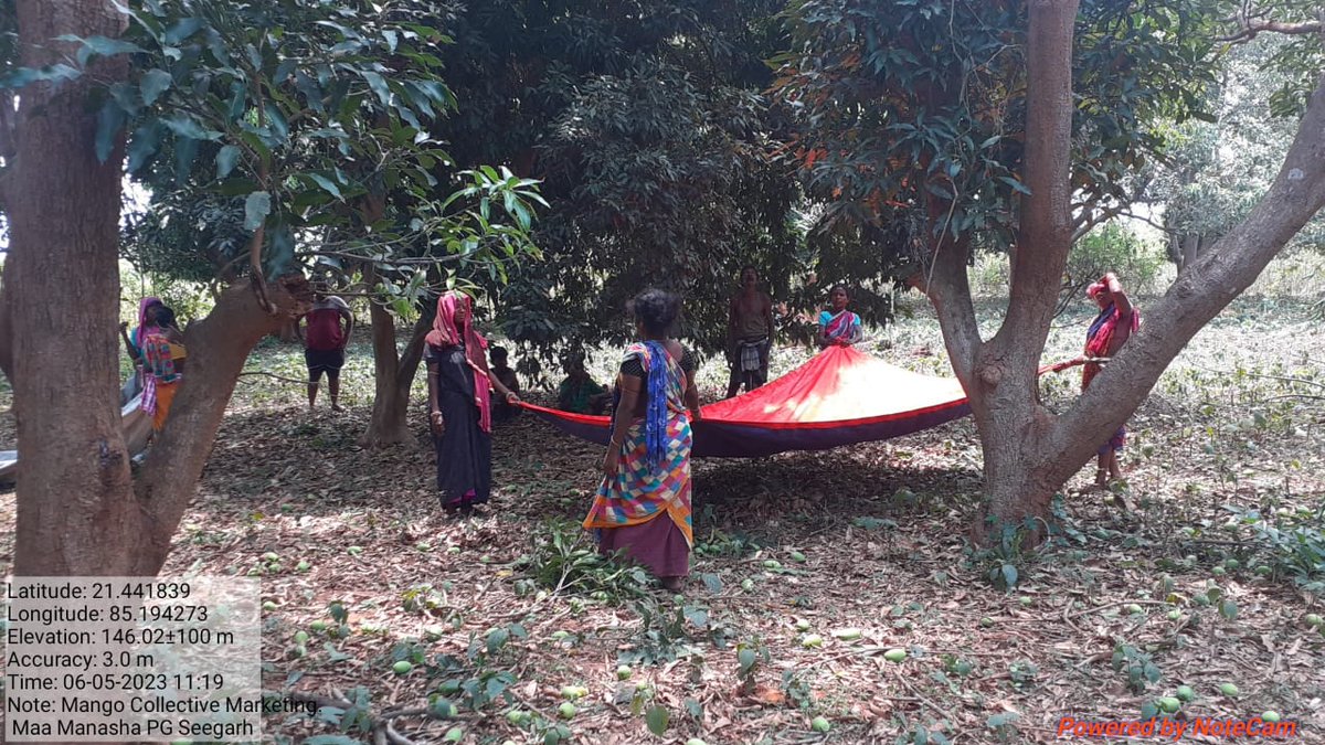 apc_program's tweet photo. Up until the day before "Savitri Amavasya," APC under @dmfangul facilitated collective marketing of 105 MT of mangoes(Dasheri,Langra &amp; Amrapali), amounting to Rs. 31.26 Lakhs in hands of women farmers.

Mangoes were sold in markets of UP, Bihar, Jharkhand, and Odisha.

@angul_dm https://t.co/SfNVKXI5Mc