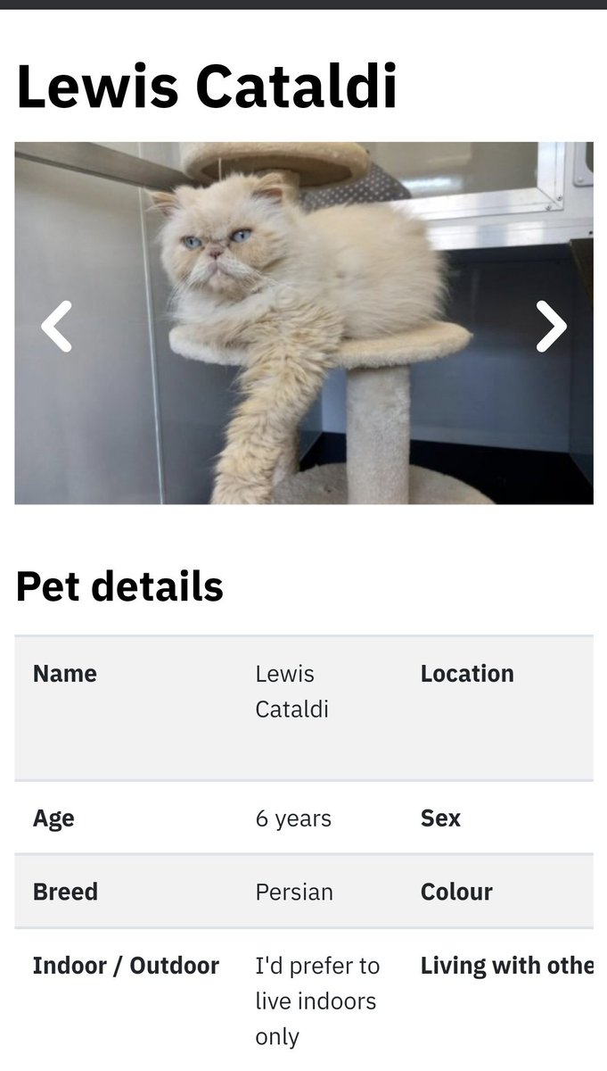 heather_0_0's tweet photo. @LewisCapaldi I thought you'd appreciate this cat on the SSPCA website 😂 https://t.co/MUT43yl1jt