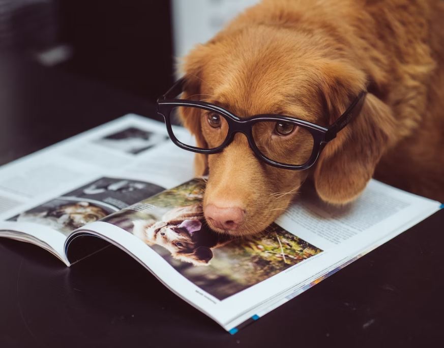 TheHolidayCots's tweet image. 🐕 Dogs are welcome in all of the cottages at Home Farm in North Somerset. They will be well looked after with biscuits, water bowl and mat provided on arrival.
🛌Sleeps 1-6
theholidaycottages.co.uk/Somerset/695 
#barton #winscombe #cheddar #somerset #holidaycottages #farm #dogswelcome
