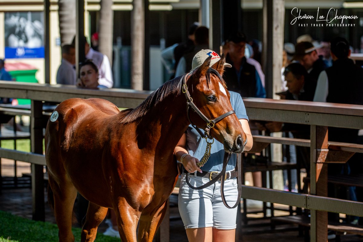 FastTrackPhotog's tweet photo. Some great results for some great clients today, starting with Lot 106, the Cosmic Force x Classique Colt from the draft of Robyn Wise selling to Blade Racing for $120k. Congrats! I fell in love with him as a foal and he has developed beautifully! @mmsnippets @WarrandaleStud https://t.co/YwCUejJV49