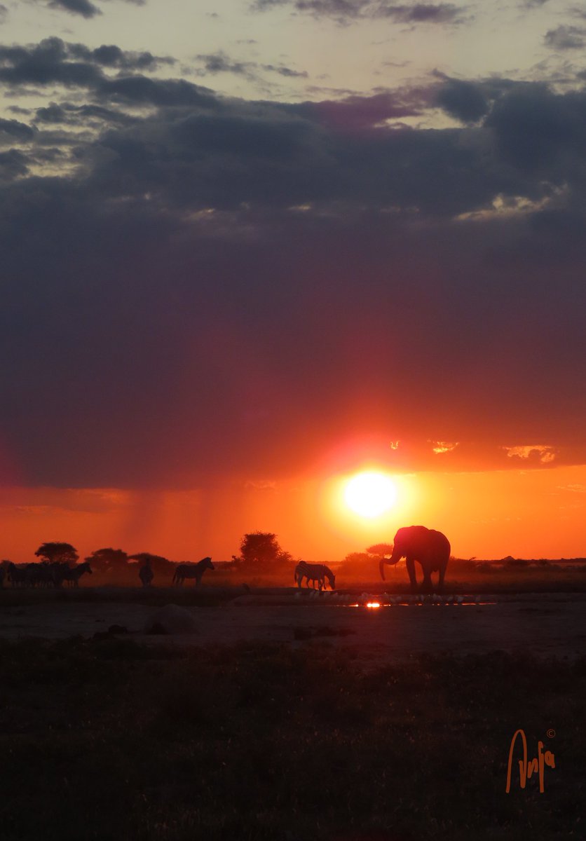 Just love a good sunset 
#photography #nature #wildlife #outdoors #sunset #light #sky #ScenicsNature #scenery #elephant #zebras #NxaiPan #Botswana #Africa #MagicalBotswana