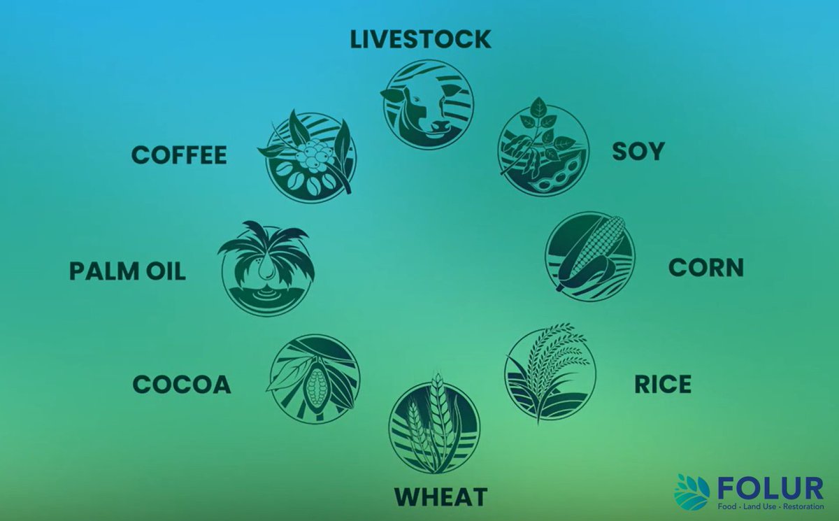 Just 8️⃣ commodities -- livestock, soy, corn, coffee, palm oil, cocoa, corn, rice &amp; wheat -- drive the majority of global deforestation. 

Learn how FOLUR works to reduce the deforestation impact of these commodities &amp; even use them to boost reforestation: wrld.bg/HS4c50OoZJG