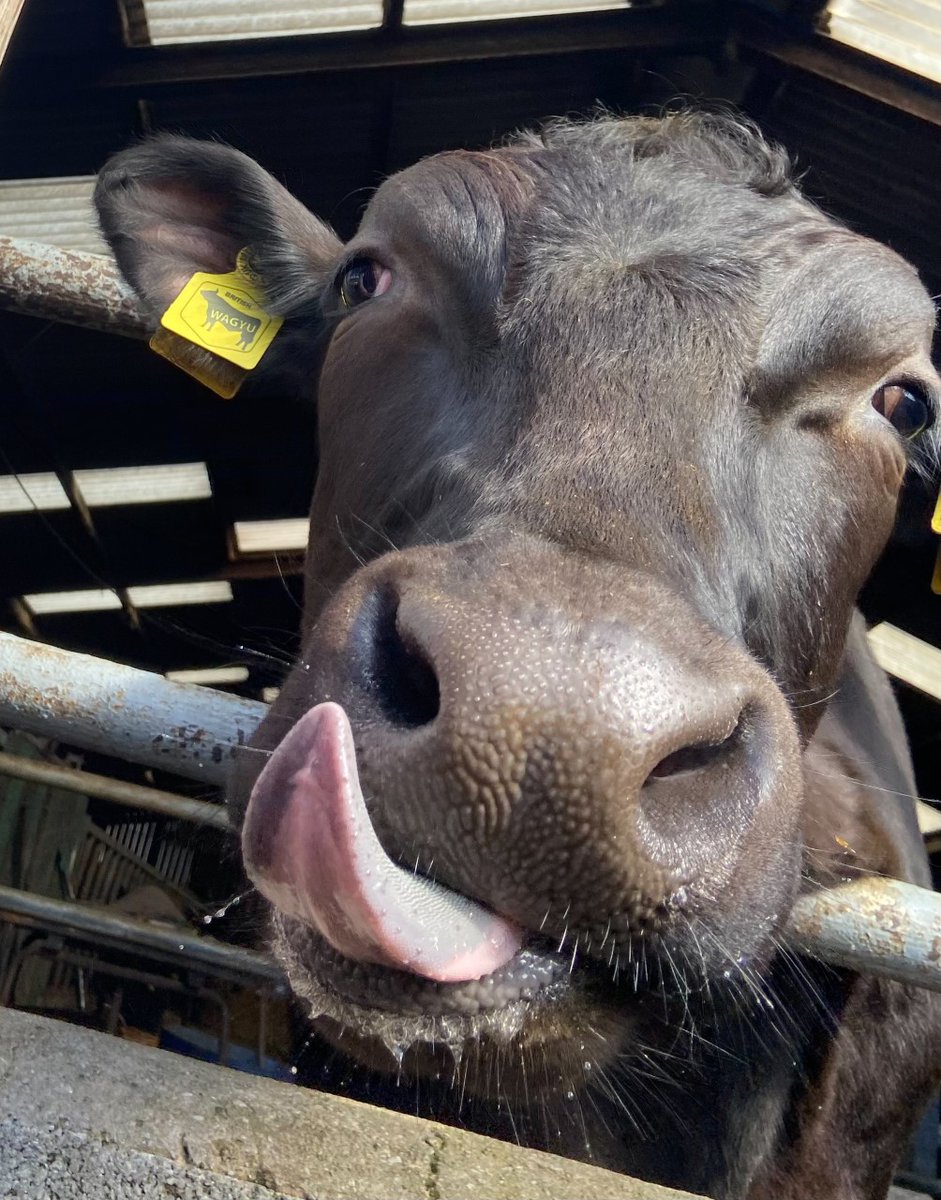 Congratulations to all our Spring in a Frame Winners: The People's Choice: Frog in a Pond from Anon Y8 CHS. Primary School: (both <a href="/QuintaPrimary/">TheQuinta</a>) 1st Daisies - Victoria B, Runner Up: Lamb - Emilia G. Secondary (both CHS): 1st Frog in a Pond - Anon Y8, Runner Up: Cow - Will S Y8