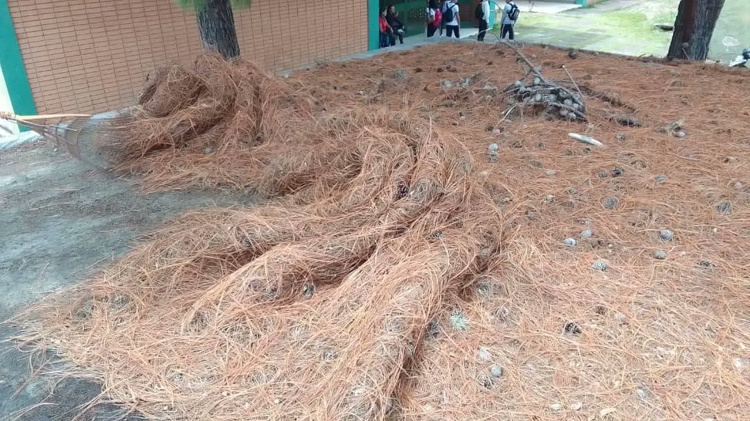 #17Mayo-El personal obrero realiza Limpieza en el techo de la biblioteca y consultorio médico del manto de hojas del árbol de pino que se encuentra detras de dicho espacio.
<a href="/Berzabethg1/">Berzabethgandicaoficial</a>
@MPPEDUCACION 
@ZonaEducTachira
<a href="/_LaAvanzadora/">Yelitze Santaella</a>
<a href="/clbtachira/">Educ. Media General Táchira</a>
<a href="/divmediagralzet/">División de Adolescentes, Jóvenes y Adultos ZET</a>
<a href="/COMUNIDADESED15/">DIV. COMUNIDADES EDUCATIVAS TÁCHIRA</a>