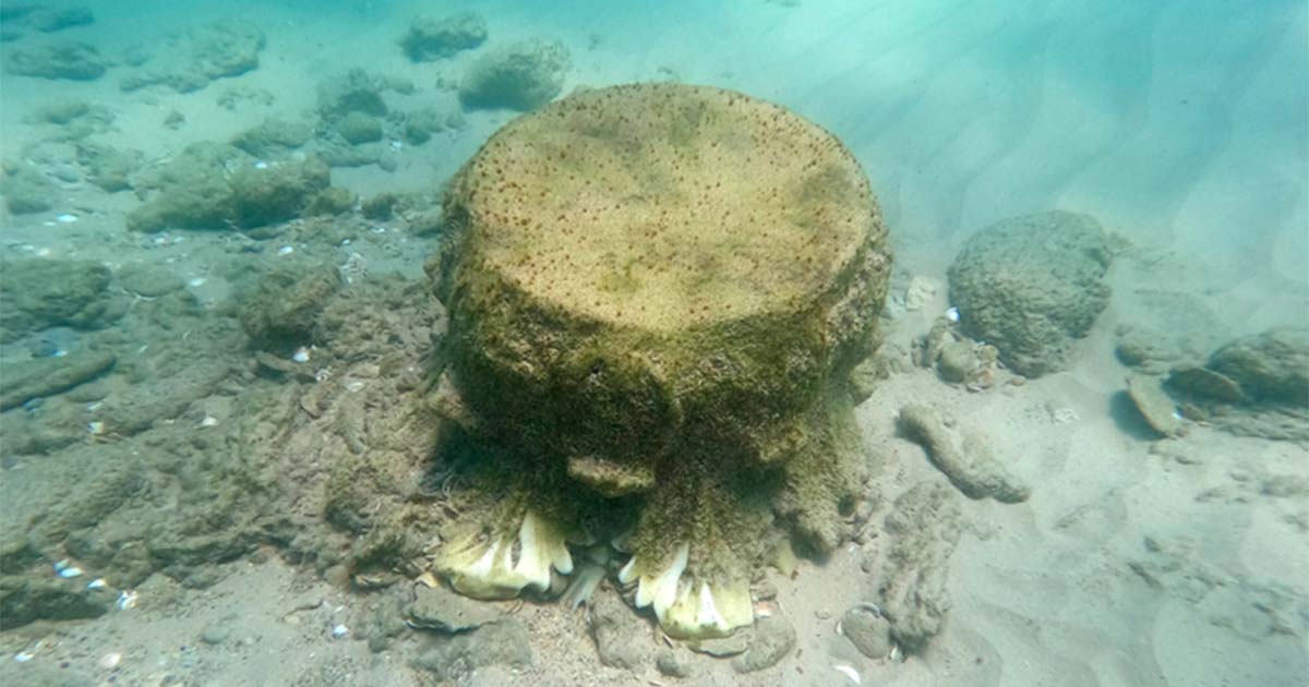 ArchaicWorlds's tweet photo. A diver off the coast of Israel discovered an 1,800-year-old Roman shipwreck containing 44 tons of ancient artifacts including marble capitals! The cargo most likely came from Turkey or Greece and was traveling possibly to the city of Alexandria in Egypt. https://t.co/XJO4ESdDrW