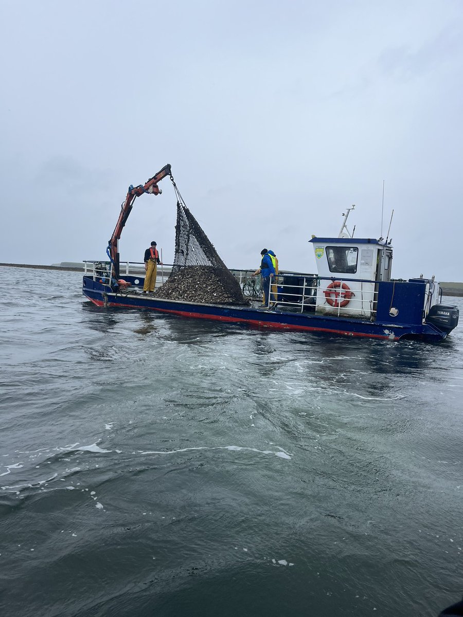 Grand soft day in #ClewBay for filming at sea with @RTENationwide on the @GreenOceanCoff1 marine restoration project 😊🌊🦪☕️ #greenoceancoffeeireland