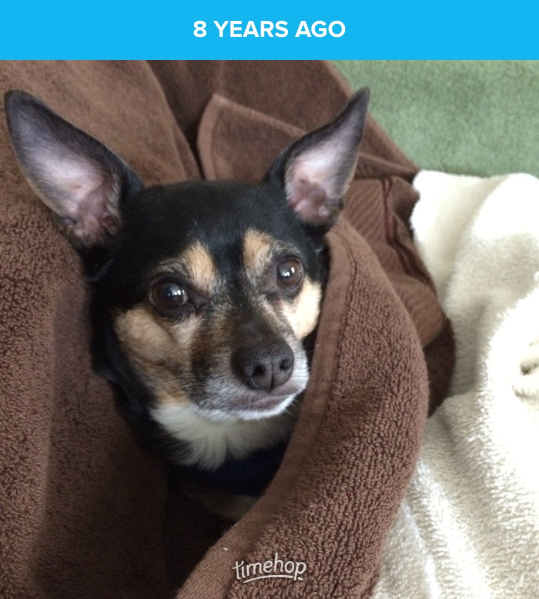 #TBT 8 years ago! Grandma was going to fold up some towels, but I might have got in the way!

#Buddy #Love #AdoptDontShop #dogsoftwitter #RatTerrierChihuahua #RatTerrier #Chihuahua #Dogs #dogsarelove #dogsarelife #DogsAreFamily #treats #rides #RainbowBridge #RIP #SpiritOfBuddy 🌈