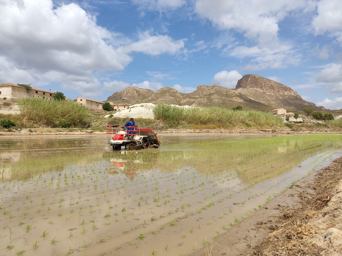 👥 Hoy estamos en la parcela de ensayo del @goarrozinnova con @ARROZ_CALAS_DOP realizando el trasplante mecanizado del arroz bomba  @RM_Agua @redrunacional @EIPAGRI_SP