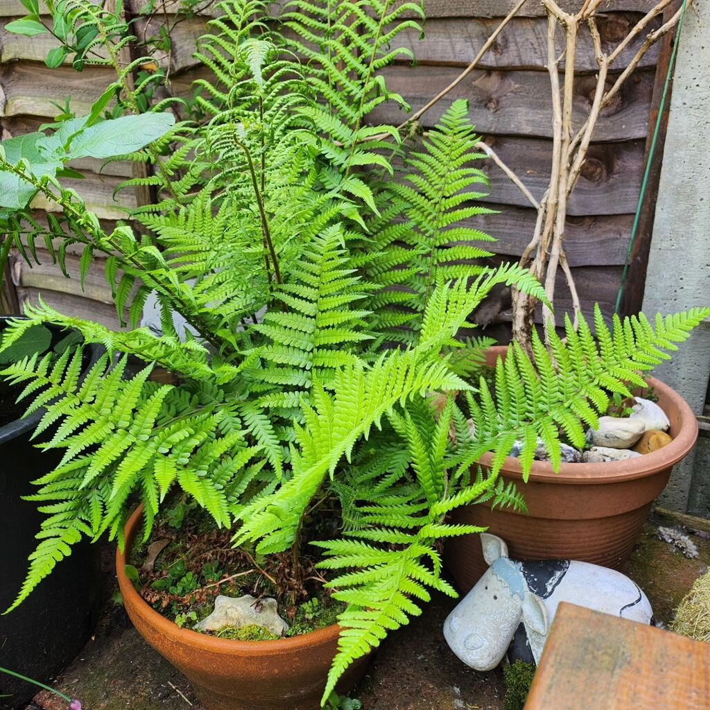 Fern porn 🌿
All three blew in a few years ago &amp; come up again each year just when I've begun to doubt they survived over winter. I love 'em ❤️ instagr.am/p/CsYTpQTsHI_/