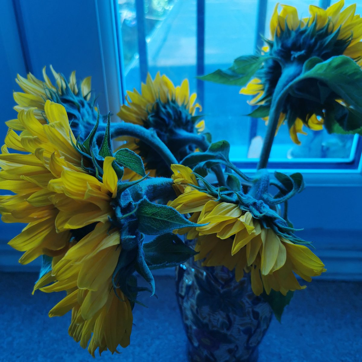 Allure of blue
Van Gogh for  Picasso 
Survival phasing
Yellow sunflowers splash colour
Heavy heads in obeisance.
Su_San 
#vss365 #allure
#rise365 #survival
#vssdaily #yellow
#NaTankaMo #blue
#TankaThursday
#Tanka
#MayTanka