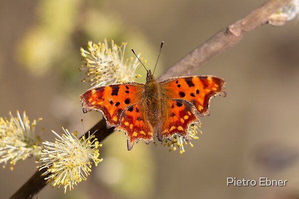 PietroEbner's tweet photo. Comma butterfly 

Canvas prints and other products avaiable
#photograghy #redbubbleshop #butterfly 

https://t.co/C9Hl8MQ7iW https://t.co/JqRE4DZ23T