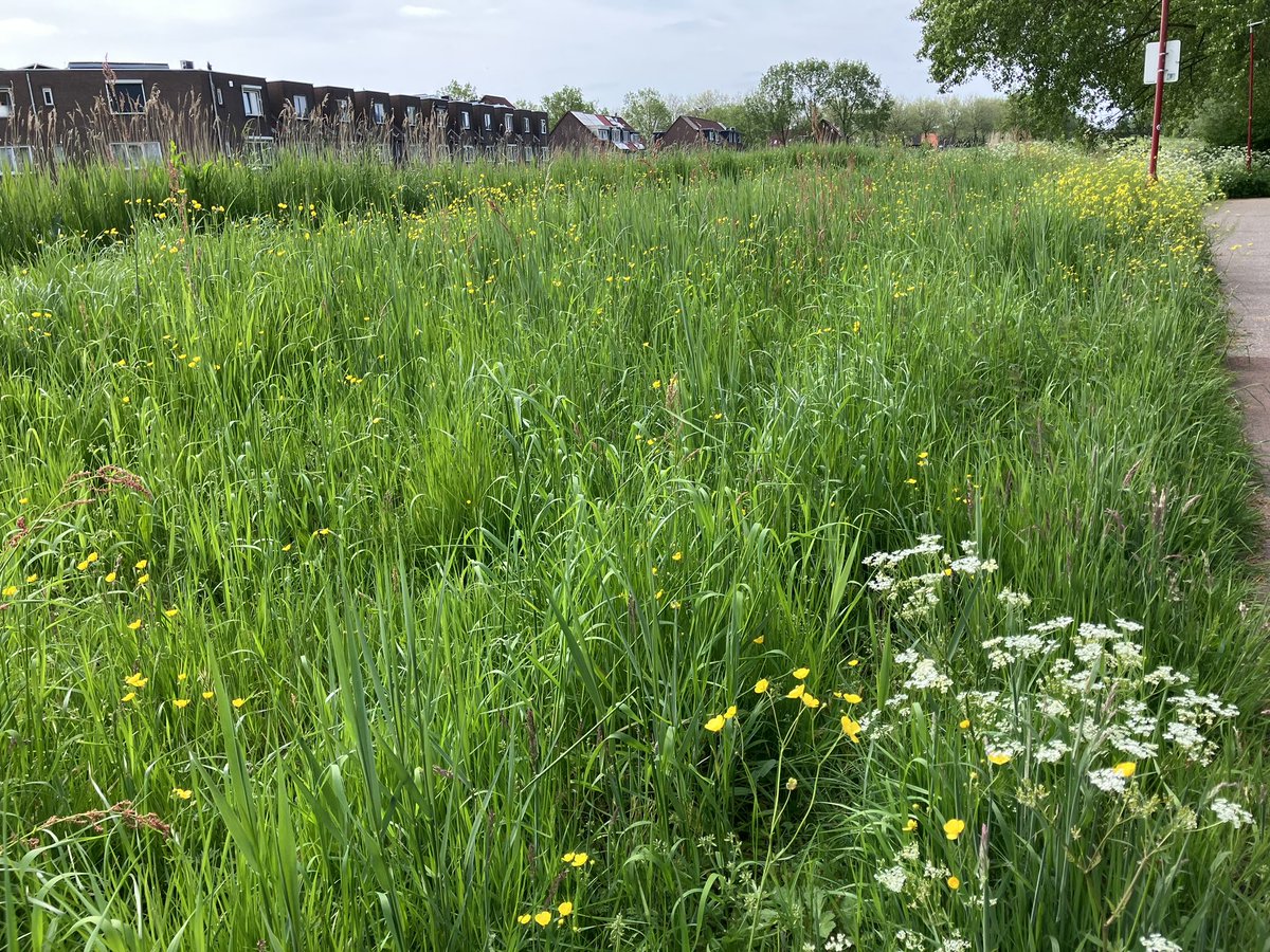 witblok's tweet image. NEEEEEEEEEE! NIET NU AL MAAIEN 😖😖 @gemZoetermeer @ecoloog079 wat heb je aan een maaibeleid om diversiteit te kweken als je het na twee weken weer wegmaait! Was er zó blij mee….