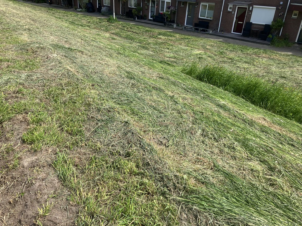 witblok's tweet image. NEEEEEEEEEE! NIET NU AL MAAIEN 😖😖 @gemZoetermeer @ecoloog079 wat heb je aan een maaibeleid om diversiteit te kweken als je het na twee weken weer wegmaait! Was er zó blij mee….