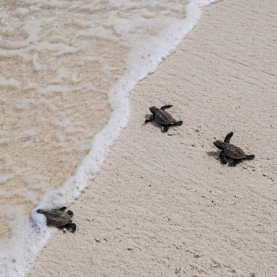 We know turtle season is over, but we couldn't help sharing this photo of Hawksbill turtle hatchlings dashing to the sea. Look how tiny they are. 😍🐢

📷 <a href="/andrew_the_chap/">Andrew Chapman-New</a>

#turtles #seychelles #seaturtles #conservation