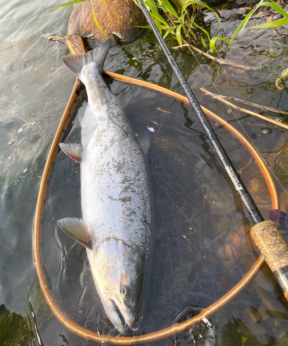 klxfishing's tweet photo. 仕事終了後の夕マズメ。少し濁りがありましたがサクラマス釣れました🐟
#exts82mh #桜鱒ネット https://t.co/pWg2ROyULl