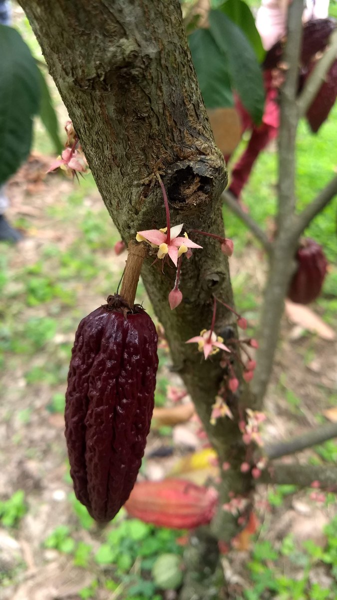 🌎🔬 NEW Research Alert! Land drives conflict and greenhouse gas emissions, particularly in Colombia. Want to know how we measure the impact of climate mitigation through cocoa agroforestry on peacebuilding ? Join us in exploring our latest article! 🌱🕊️journals.plos.org/climate/articl…