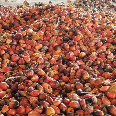 onis2bishop's tweet photo. #Agbadovolution
#Agbadorevolution
:#NigeriaFarmers Are Dedicated to Making Nig Work for Nigerians wit The Massive Opportunities in Rural Nigeria. This is d Agbado Cassava Revolution &amp; It Will Be Televised.

#NigeriaFirst
#AsiwajuisHere 
#CountDown2May29th 
#LeaveNoFarmerBehind https://t.co/v6kkIOYg8m