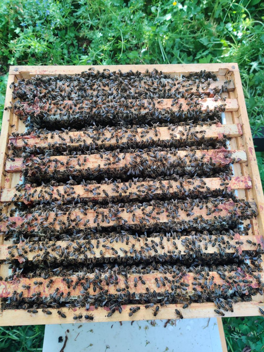 The eir evo 2023 honey harvest has begun!
Today, our beekeepers added a ‘super’ to the top of the hive. This is an extra layer where the bees can store more honey as they start to enjoy the flourishing field of rapeseed just next door. 

#Buzzin #IrishBusiness #Biodiversity