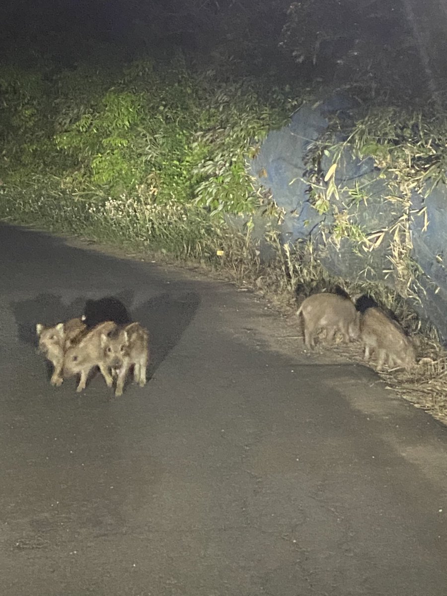 これブタ？

フットサル向かってる途中なんだけど
ありえない状況にクソほど笑ってるwwwwww