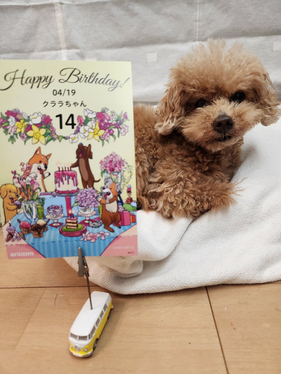 ちょっと遅くなりましたが
１４歳になった事をご報告
いたします。今後ともよろしく
お願いいたします🐶