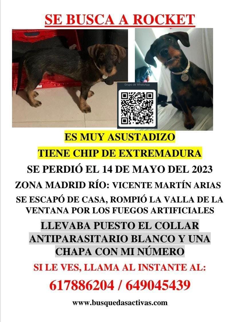 🆘 SE HA PERDIDO ROCKET🆘