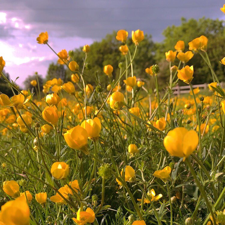 xLooby_'s tweet photo. Apparently cos I’m not opening Twitter or posting, it feels the need to send me notifications that people i specifically unfollowed have posted, so here’s some fuckin flowers https://t.co/bs9m61vMad