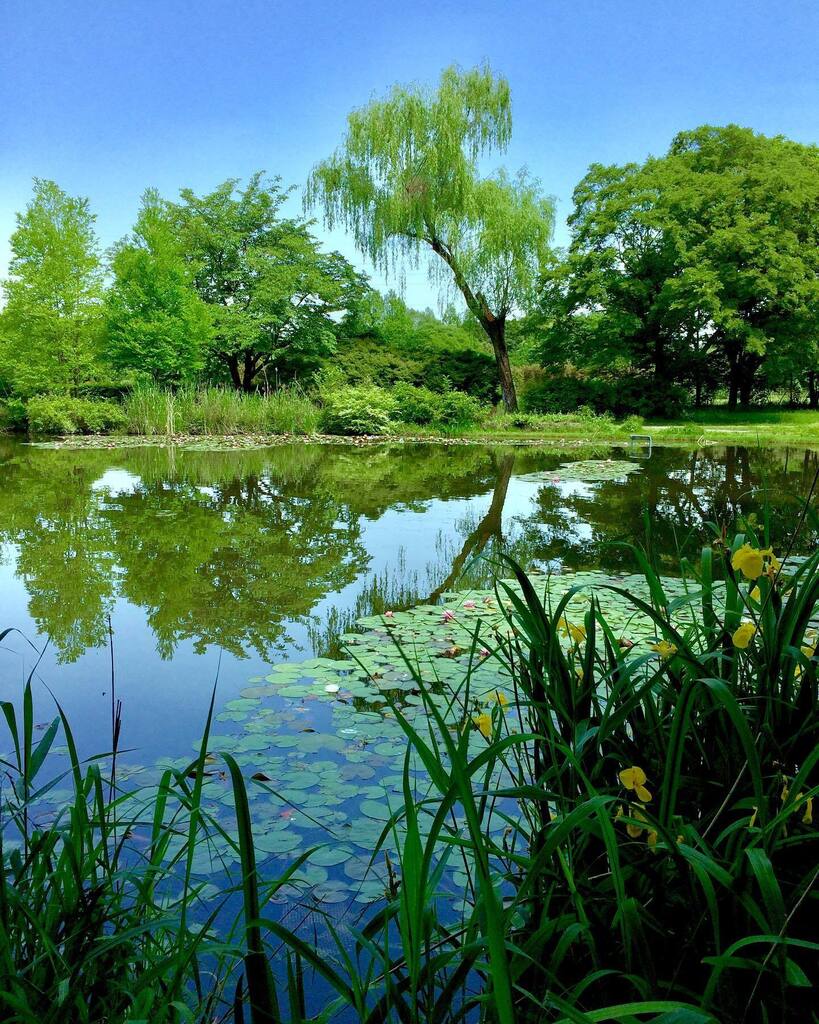 takuji_ichikawa's tweet image. #pondphotography #waterreflection #irisflower