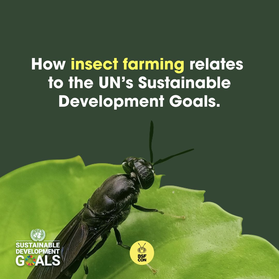 🐛 Insects can save the world - join us at BSFCON this September to learn how! 👇 (1/3)