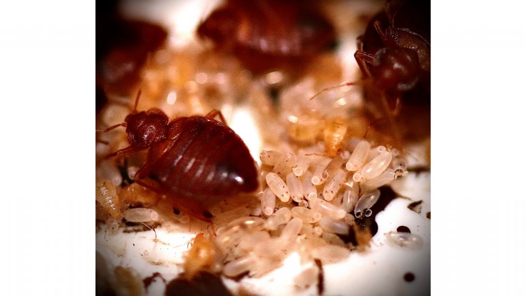PESTGONEE's tweet photo. SELF HELP FOR BED BUGS

- Wash infested items at a temperature of 60’C or over
- Extreme cold temperatures will kill off all life stages of the bedbug 
- Mattress Encasement

#pestcontrol #london #business #bedbugs https://t.co/0FWPwUdb4J