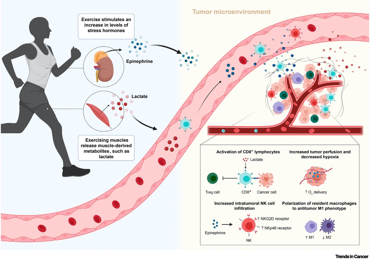 Exercise Benefits Meet Cancer Immunosurveillance… Effects of exercise that can stimulate antitumor immunity: cell.com/trends/cancer/…