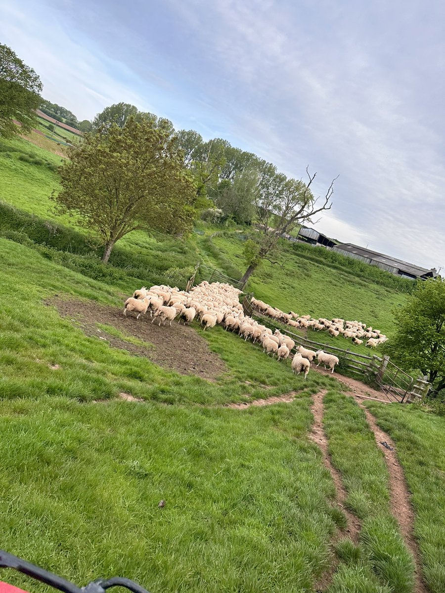farmercoachBev's tweet photo. Late night home from ⚽️ and don’t miss these early starts
Got to love sheep 🐑 shearing
#Donemybit
#Shearer 🤣
Over to you James Spuddy https://t.co/Z3LSYfLLYA